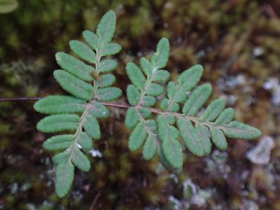Aleuritopteris pulchella, photographed by Christian Berg