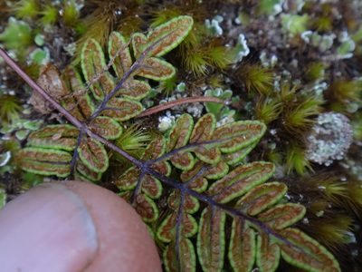 Aleuritopteris pulchella, photographed by Christian Berg