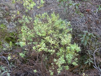 Hypericum reflexum, photographed by Christian Berg