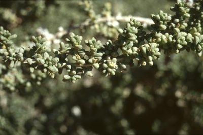 Traganum moquinii, photographed by Christian Berg