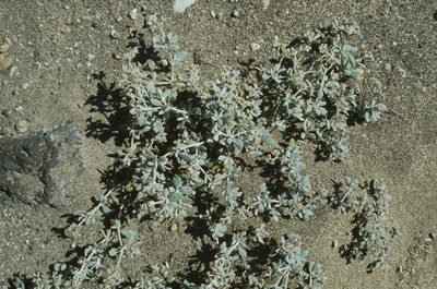 Polycarpaea nivea, photographed by Christian Berg