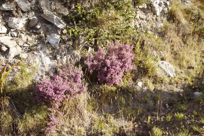 Erica hirtiflora, photographed by Tony Rebelo