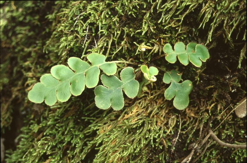Asplenium aureum, photographed by Christian Berg
