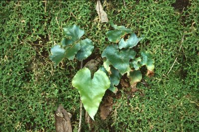 Asplenium hemionitis, photographed by Christian Berg