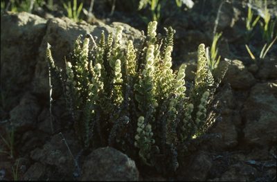 Cosentinia vellea, photographed by Christian Berg