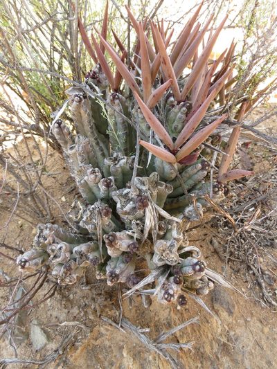 Quaqua ramosa, photographed by Christiaan Viljoen