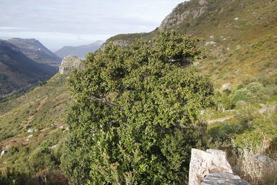 Diospyros whyteana, photographed by Tony Rebelo