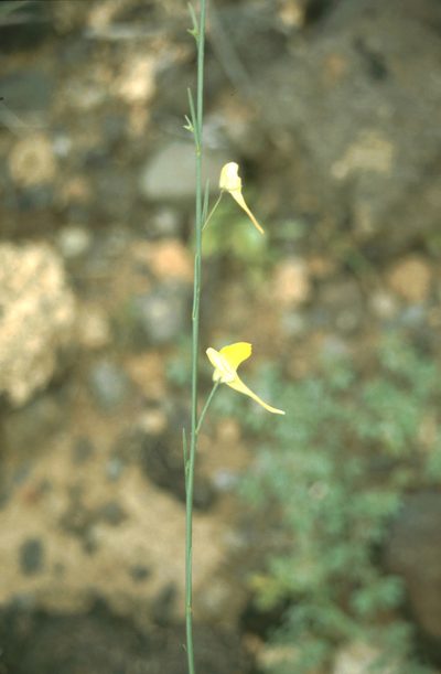 Nanorrhinum scoparium, photographed by Christian Berg