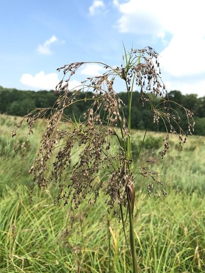 Scirpus longii, photographed by Bryan Connolly