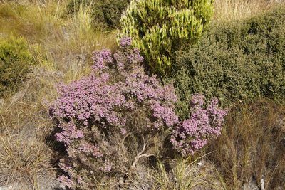 Erica hirtiflora, photographed by Tony Rebelo