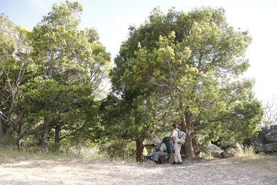 Afrocarpus falcatus, photographed by Tony Rebelo
