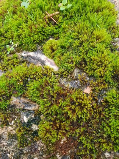 Vinealobryum nicholsonii, photographed by Jonathan Hughes