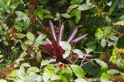 Werauhia patzeltii, photographed by Lena Struwe