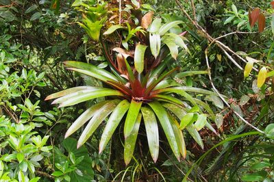 Werauhia patzeltii, photographed by Lena Struwe