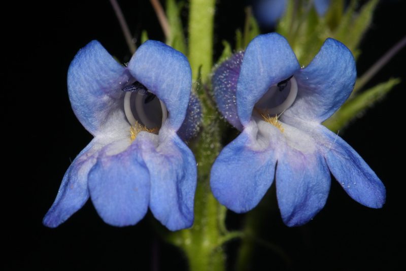 Penstemon radicosus, photographed by Brian Finzel