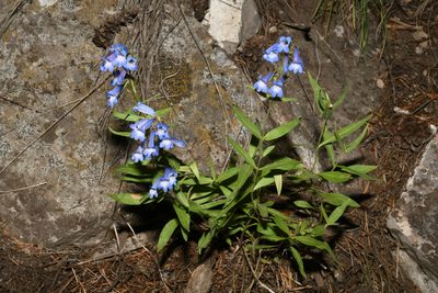 Penstemon radicosus, photographed by Brian Finzel