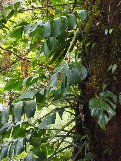 Monstera monteverdensis, photographed by Lena Struwe