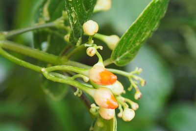 Besleria triflora, photographed by Lena Struwe
