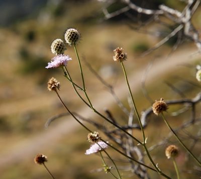 Scabiosa africana, photographed by Tony Rebelo