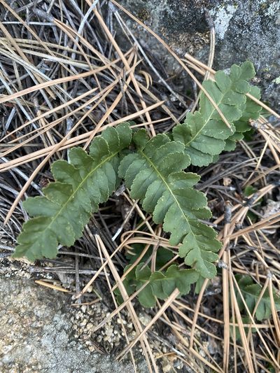Polypodium saximontanum, photographed by Rugged Research