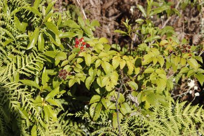 Rubus pinnatus, photographed by Tony Rebelo