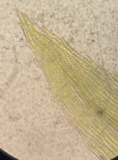 Pohlia annotina, photographed by Zihao Wang