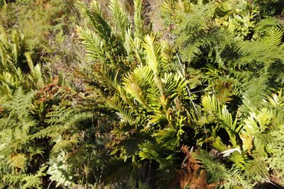 Lomariocycas tabularis, photographed by Tony Rebelo