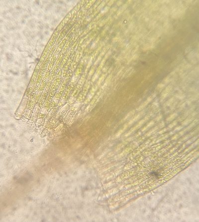 Pohlia annotina, photographed by Zihao Wang