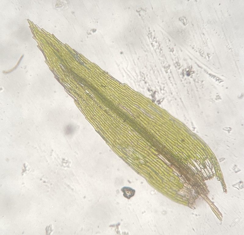 Pohlia annotina, photographed by Zihao Wang