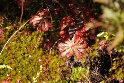 Drosera aliciae, photographed by Tony Rebelo