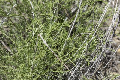Parryella filifolia, photographed by Craig Martin