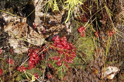 Drosera aliciae, photographed by Tony Rebelo