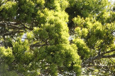 Afrocarpus falcatus, photographed by Tony Rebelo