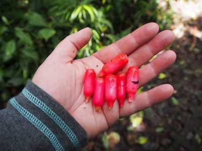 Psammisia ramiflora, photographed by Lena Struwe