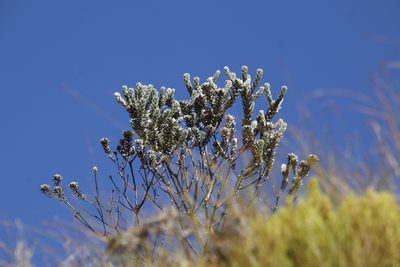 Xiphotheca fruticosa, photographed by Tony Rebelo