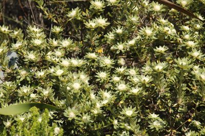 Phylica dioica, photographed by Tony Rebelo