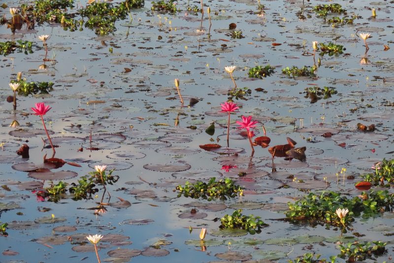 Nymphaea rubra, photographed by Navaneeth Sini George