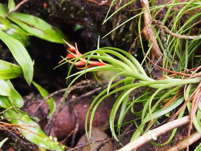 Werauhia insignis, photographed by Lena Struwe