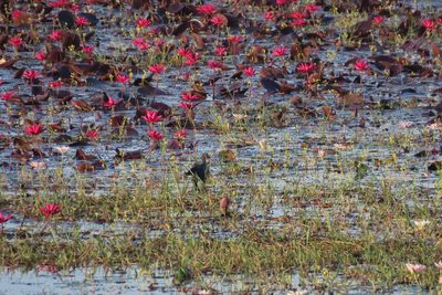 Nymphaea rubra, photographed by Navaneeth Sini George