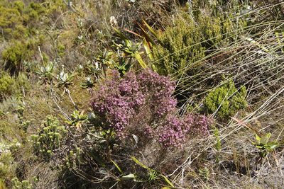Erica hirtiflora, photographed by Tony Rebelo