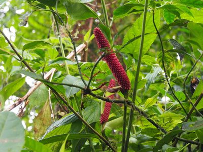Anthurium obtusilobum, photographed by Lena Struwe