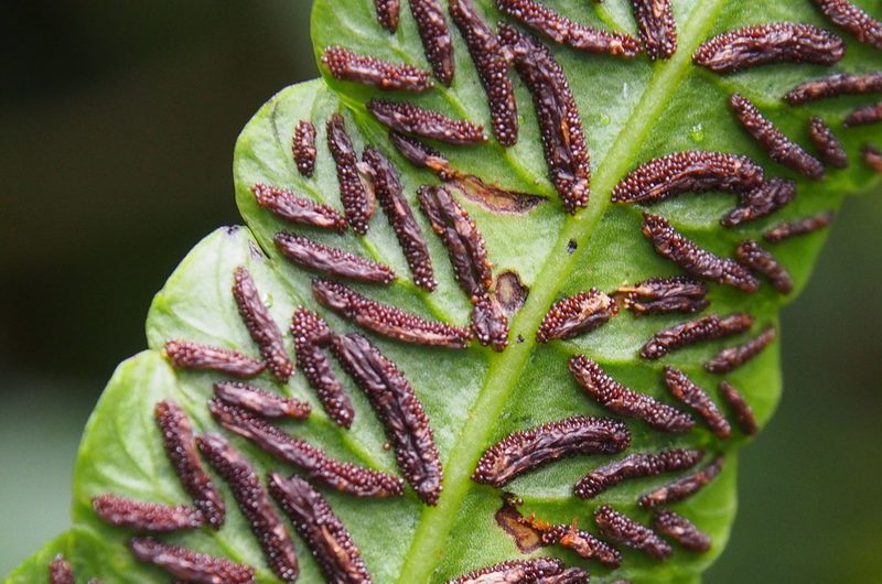 Diplazium urticifolium, photographed by Lena Struwe