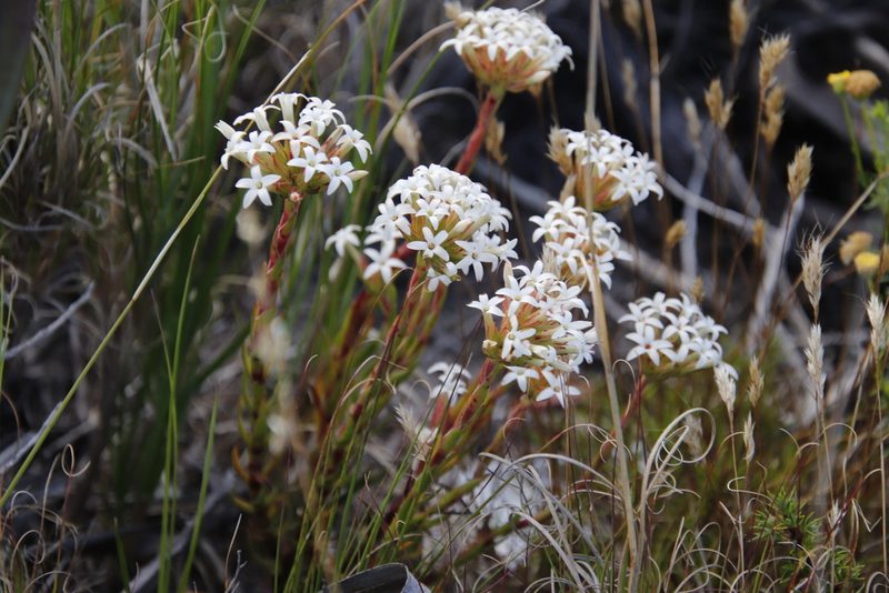 Crassula fascicularis, photographed by Tony Rebelo
