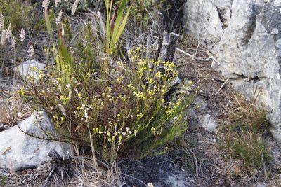Chrysocoma coma-aurea, photographed by Tony Rebelo