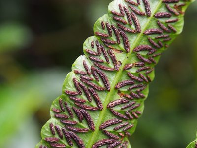 Diplazium urticifolium, photographed by Lena Struwe