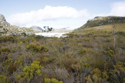 Bobartia indica, photographed by Tony Rebelo