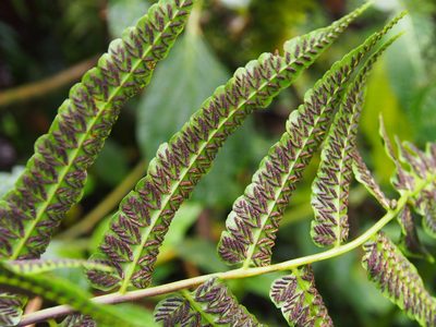 Diplazium urticifolium, photographed by Lena Struwe