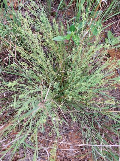 Thesium celatum, photographed by Manuel R Popp