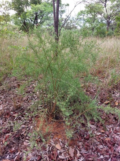 Thesium celatum, photographed by Manuel R Popp