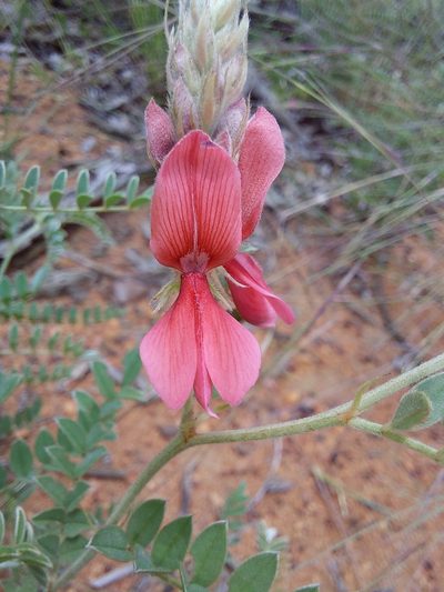 Indigofera pongolana, photographed by Manuel R Popp
